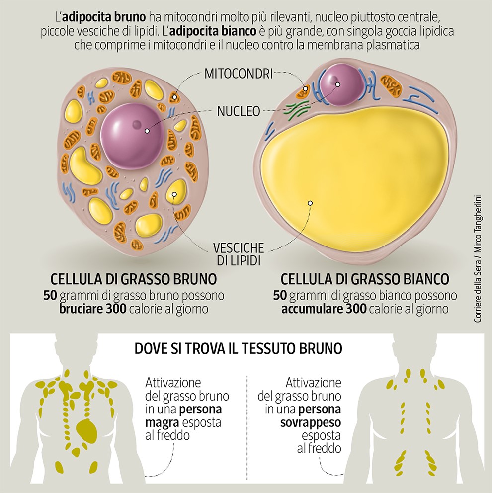 pierpaoloricciotti-allenamentoalternato-cellule